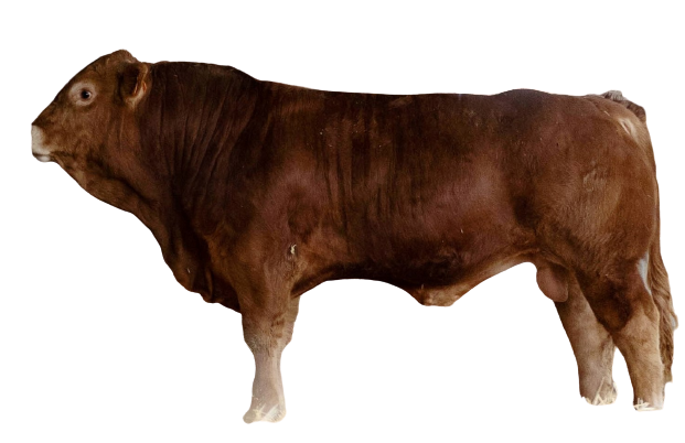 Cebo terneros agroganadera merinillas