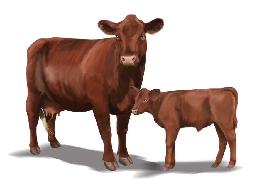 limousin_agroganadera_merinillas