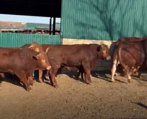 Dia en nuestra explotación Agroganadera las Merinillas