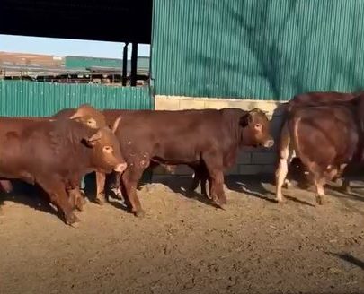 Dia en nuestra explotación Agroganadera las Merinillas